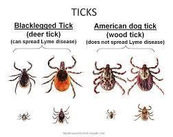 Tic Picture Insect Spring is here...and so are the ticks and bug bites! - Northampton Area ...